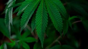 The growing legalization and acceptance of marijuana use has led to increased awareness of a paradoxical condition known as Cannabinoid Hyperemesis Syndrome (CHS)